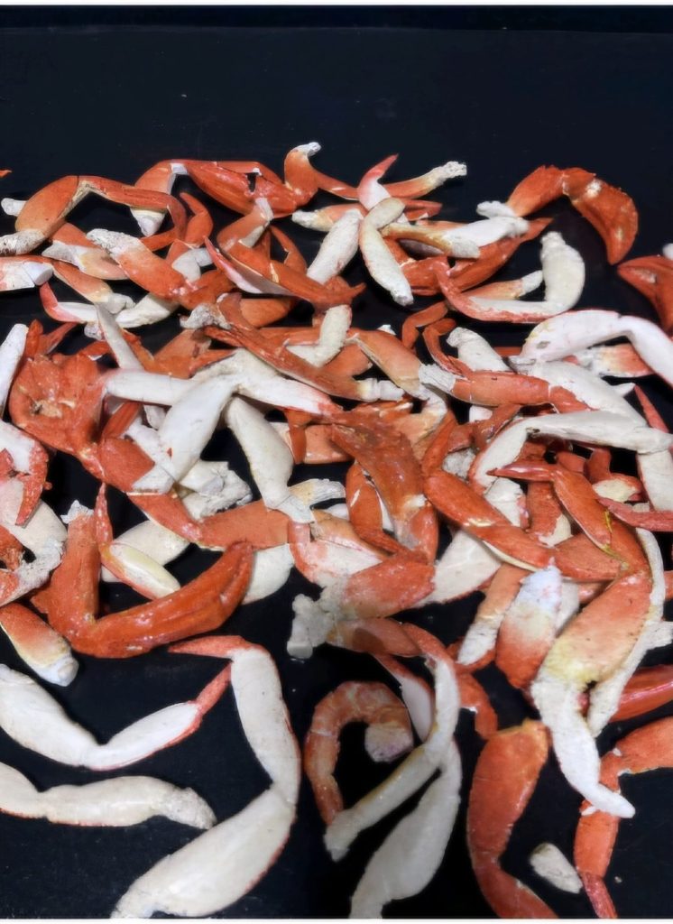 Realistic imitation crab-leg pieces created for film and television